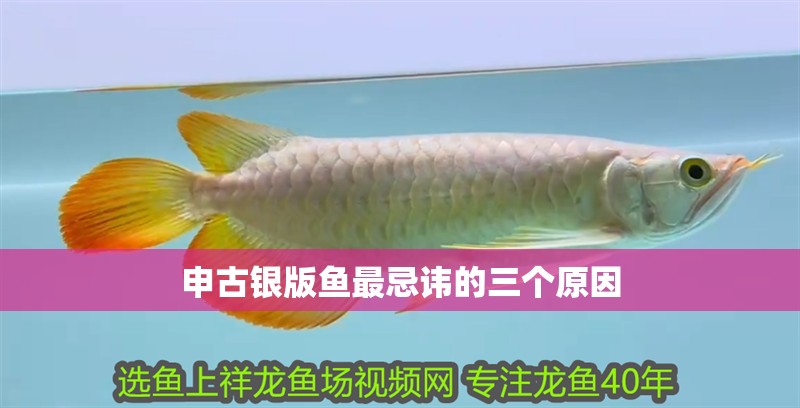 申古銀版魚最忌諱的三個原因
