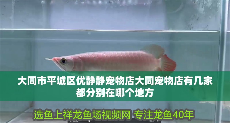 大同市平城區優靜靜寵物店大同寵物店有幾家都分別在哪個地方