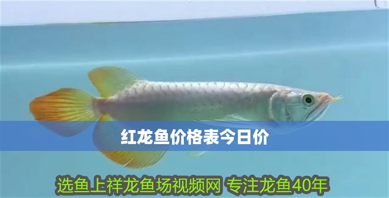 紅龍魚價格表今日價 紅龍魚價格表今日價 龍魚論壇