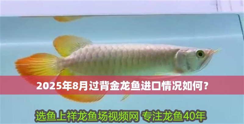龍魚掉眼最簡單的恢復(fù)方法視頻教程