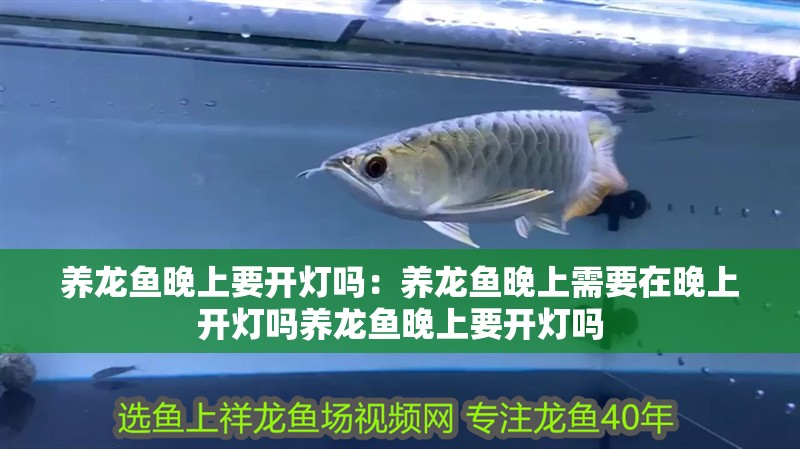 養龍魚晚上要開燈嗎：養龍魚晚上需要在晚上開燈嗎養龍魚晚上要開燈嗎