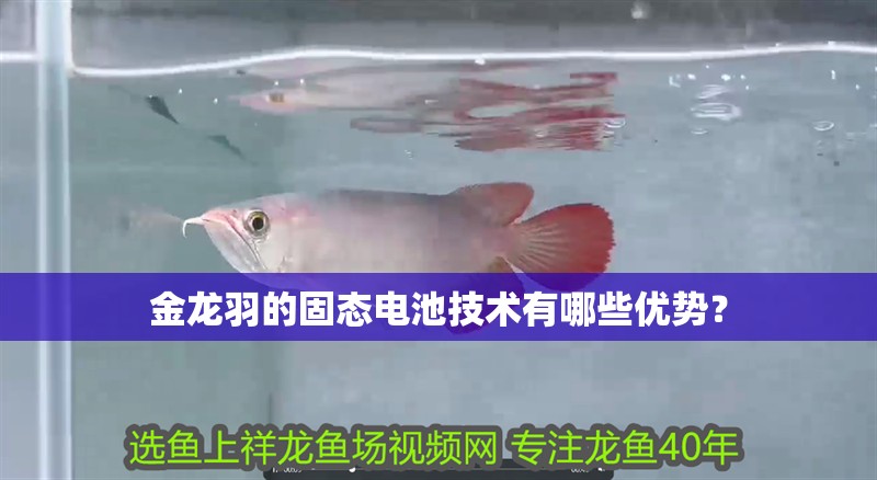 金龍羽的固態(tài)電池技術(shù)有哪些優(yōu)勢？