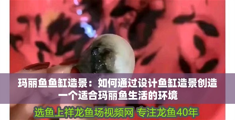 瑪麗魚魚缸造景：如何通過設計魚缸造景創造一個適合瑪麗魚生活的環境