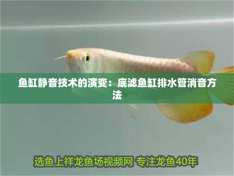 魚缸靜音技術的演變：底濾魚缸排水管消音方法