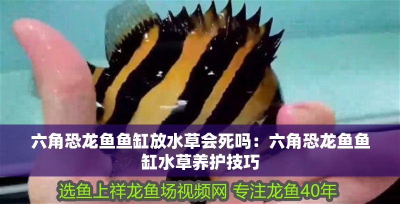 六角恐龍魚魚缸放水草會死嗎：六角恐龍魚魚缸水草養護技巧
