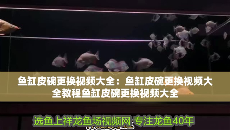 魚缸皮碗更換視頻大全：魚缸皮碗更換視頻大全教程魚缸皮碗更換視頻大全
