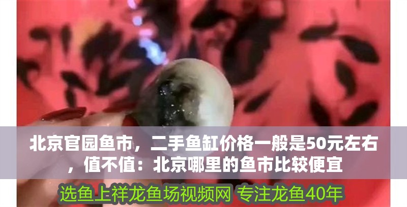 北京官園魚市，二手魚缸價格一般是50元左右，值不值：北京哪里的魚市比較便宜