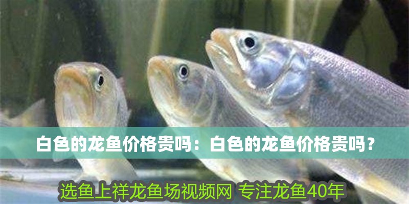 白色的龍魚價格貴嗎：白色的龍魚價格貴嗎？ 白色的龍魚價格貴嗎：白色的龍魚價格貴嗎？ 龍魚百科
