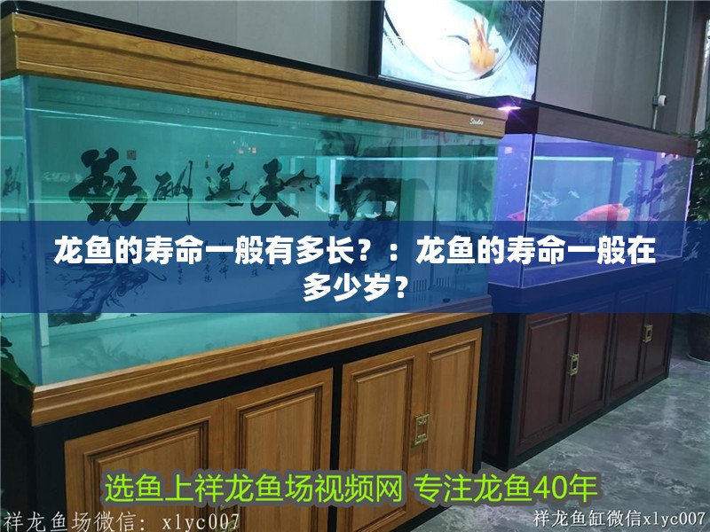 龍魚的壽命一般有多長？：龍魚的壽命一般在多少歲？