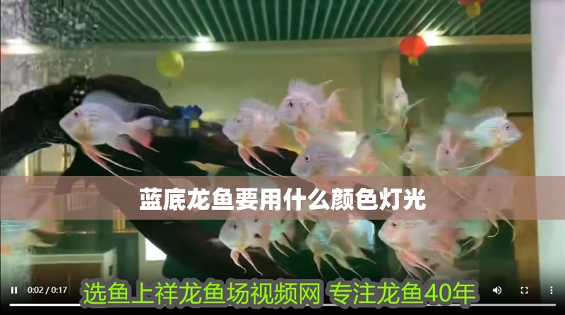 藍底龍魚要用什么顏色燈光
