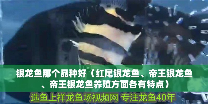 銀龍魚那個品種好（紅尾銀龍魚、帝王銀龍魚、帝王銀龍魚養殖方面各有特點）