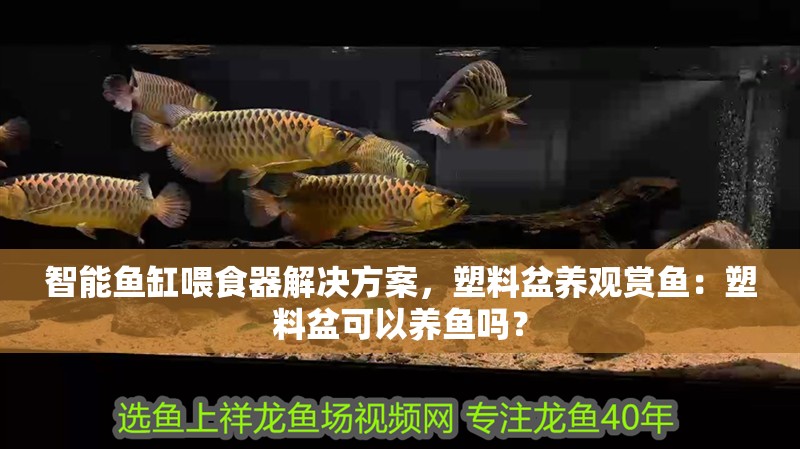 智能魚缸喂食器解決方案，塑料盆養觀賞魚：塑料盆可以養魚嗎？