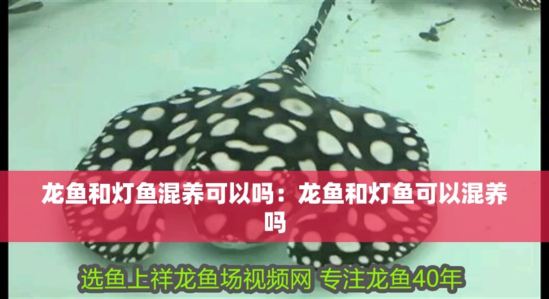 龍魚和燈魚混養(yǎng)可以嗎：龍魚和燈魚可以混養(yǎng)嗎