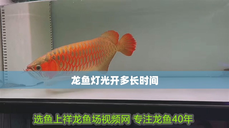 龍魚燈光開多長時(shí)間