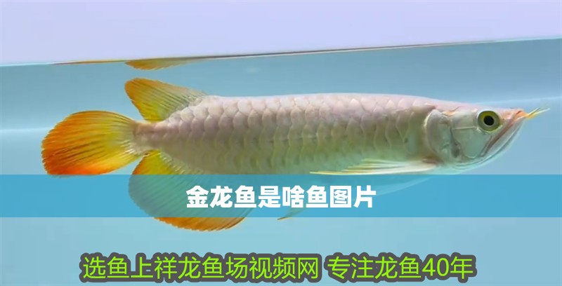 金龍魚是啥魚圖片
