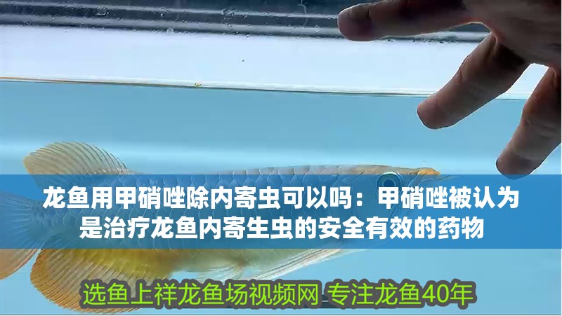 龍魚用甲硝唑除內寄蟲可以嗎：甲硝唑被認為是治療龍魚內寄生蟲的安全有效的藥物