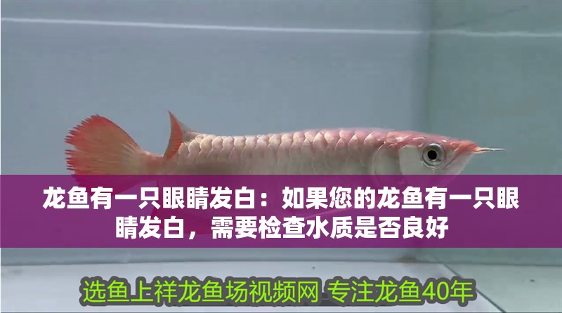 龍魚有一只眼睛發白：如果您的龍魚有一只眼睛發白，需要檢查水質是否良好