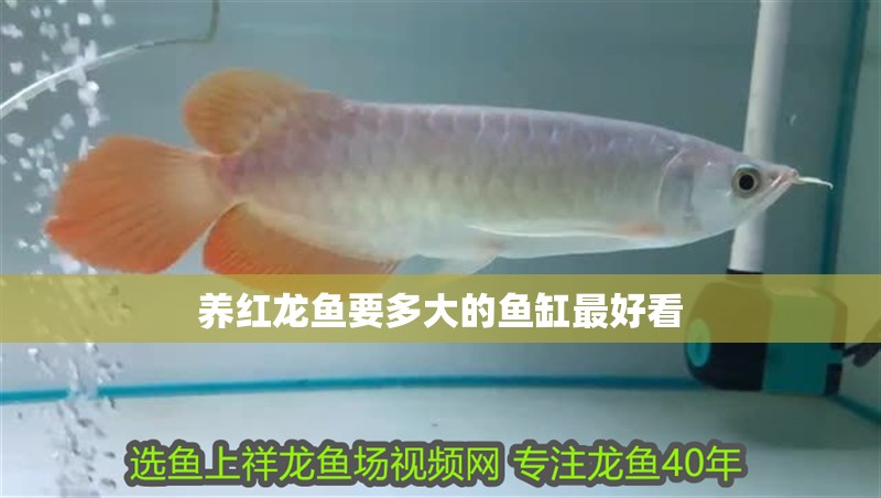 養紅龍魚要多大的魚缸最好看