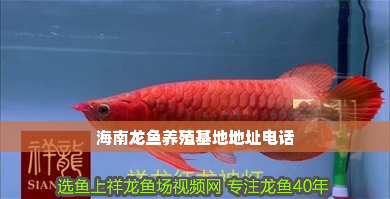 海南龍魚(yú)養(yǎng)殖基地地址電話