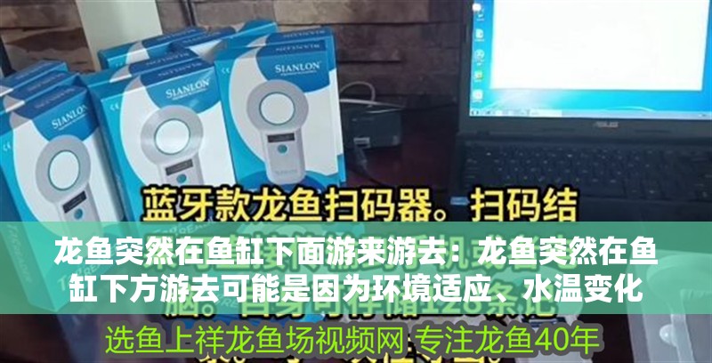 龍魚突然在魚缸下面游來游去：龍魚突然在魚缸下方游去可能是因?yàn)榄h(huán)境適應(yīng)、水溫變化