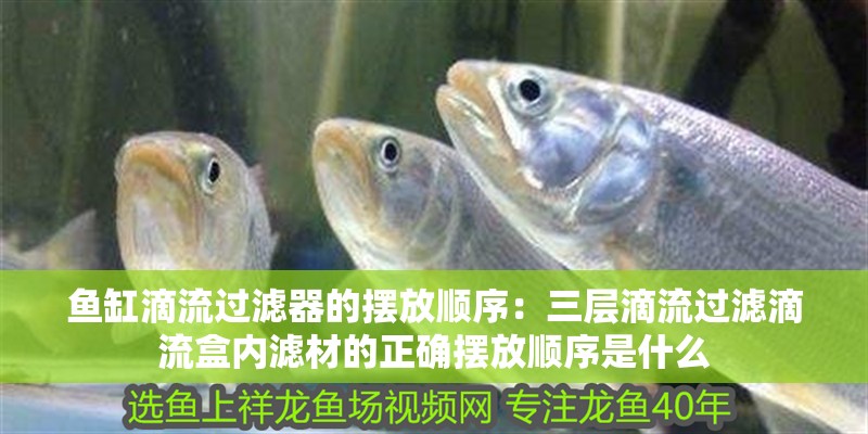 魚缸滴流過濾器的擺放順序：三層滴流過濾滴流盒內濾材的正確擺放順序是什么