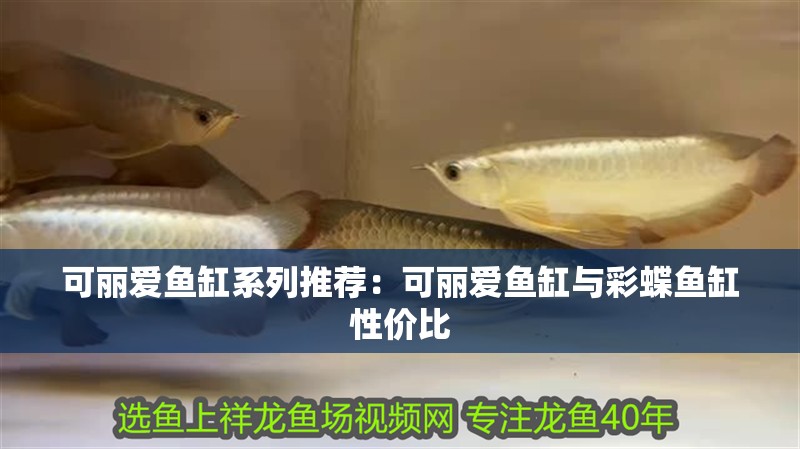 可麗愛(ài)魚(yú)缸系列推薦：可麗愛(ài)魚(yú)缸與彩蝶魚(yú)缸性?xún)r(jià)比