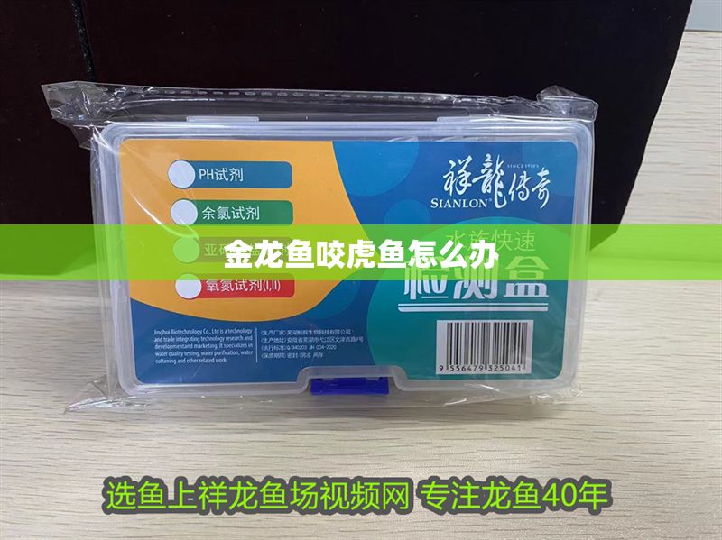 金龍魚咬虎魚怎么辦