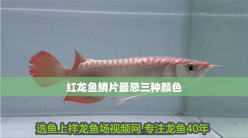 紅龍魚鱗片最忌三種顏色