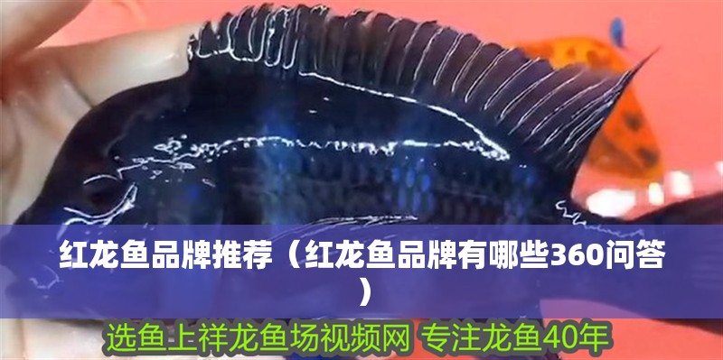 紅龍魚品牌推薦（紅龍魚品牌有哪些360問答）