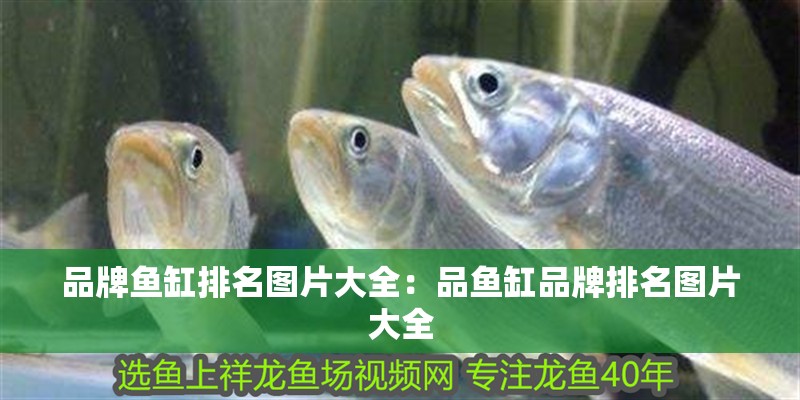 品牌魚缸排名圖片大全：品魚缸品牌排名圖片大全