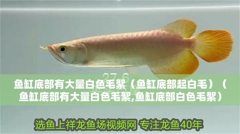 龍魚干蝦有營養嗎 魚缸底部有大量白色毛絮(魚缸底部起白毛)(魚缸底部有大量白色毛絮,魚缸底部白色毛絮) 魚缸百科 魚缸底部有大量白色毛絮(魚缸底部起白毛)(魚缸底部有大量白色毛絮,魚缸底部白色毛絮) 魚缸底部有大量白色毛絮(魚缸底部起白毛)(魚缸底部有大量白色毛絮,魚缸底部白色毛絮) 魚缸百科