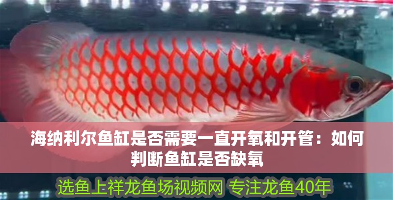 海納利爾魚缸是否需要一直開氧和開管：如何判斷魚缸是否缺氧