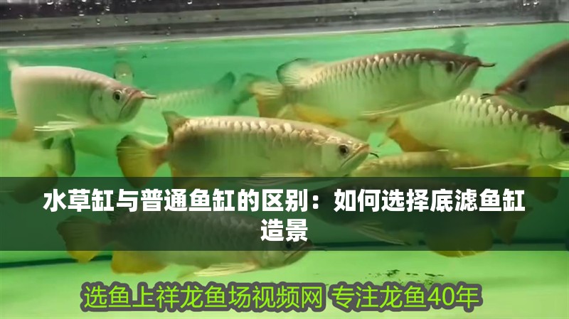 水草缸與普通魚缸的區別：如何選擇底濾魚缸造景