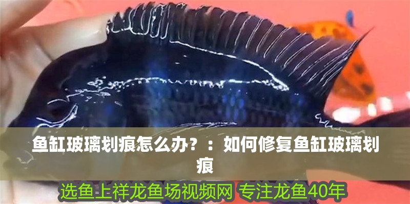 魚缸玻璃劃痕怎么辦？：如何修復魚缸玻璃劃痕