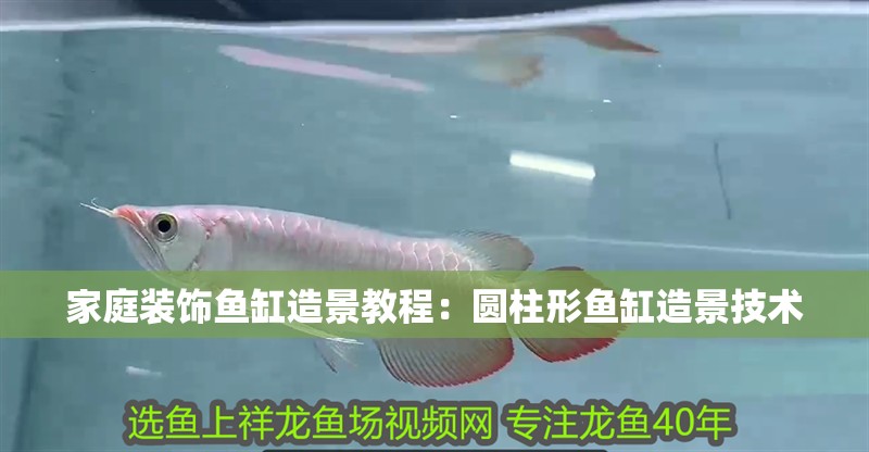 家庭裝飾魚缸造景教程：圓柱形魚缸造景技術(shù)