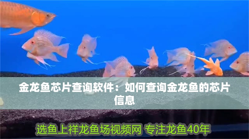 金龍魚芯片查詢軟件：如何查詢金龍魚的芯片信息
