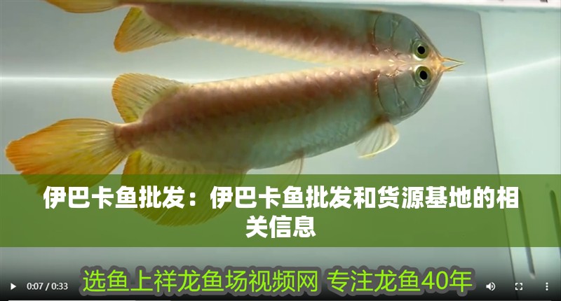 伊巴卡魚批發(fā)：伊巴卡魚批發(fā)和貨源基地的相關(guān)信息 伊巴卡魚批發(fā)：伊巴卡魚批發(fā)和貨源基地的相關(guān)信息 龍魚百科
