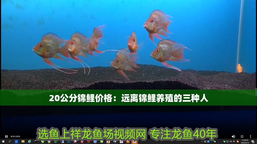 20公分錦鯉價格：遠(yuǎn)離錦鯉養(yǎng)殖的三種人