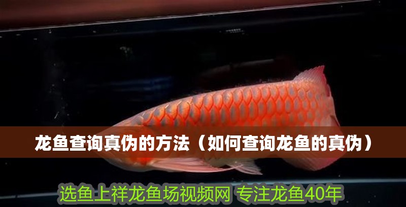 龍魚查詢真偽的方法（如何查詢龍魚的真偽）