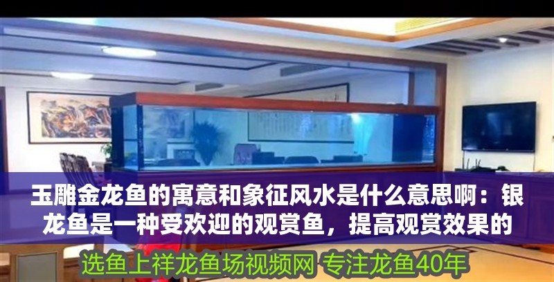 玉雕金龍魚的寓意和象征風水是什么意思啊：銀龍魚是一種受歡迎的觀賞魚，提高觀賞效果的一種方式