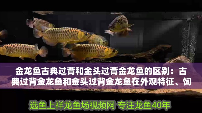 金龍魚古典過背和金頭過背金龍魚的區別：古典過背金龍魚和金頭過背金龍魚在外觀特征、飼養要求和飼養要求