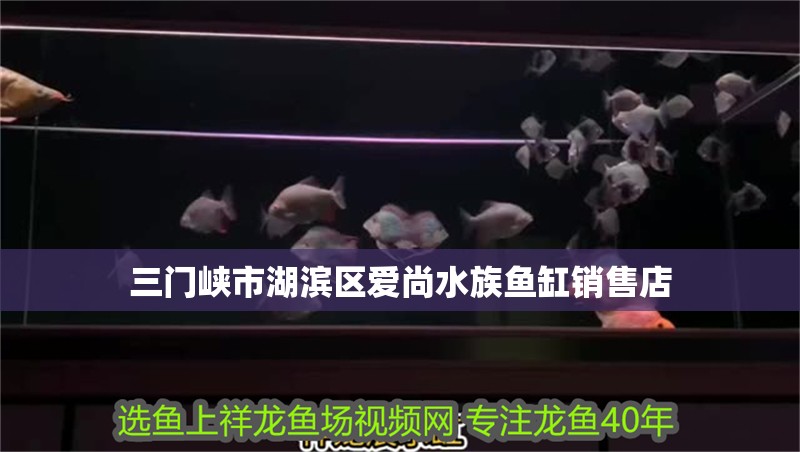 三門峽市湖濱區(qū)愛尚水族魚缸銷售店