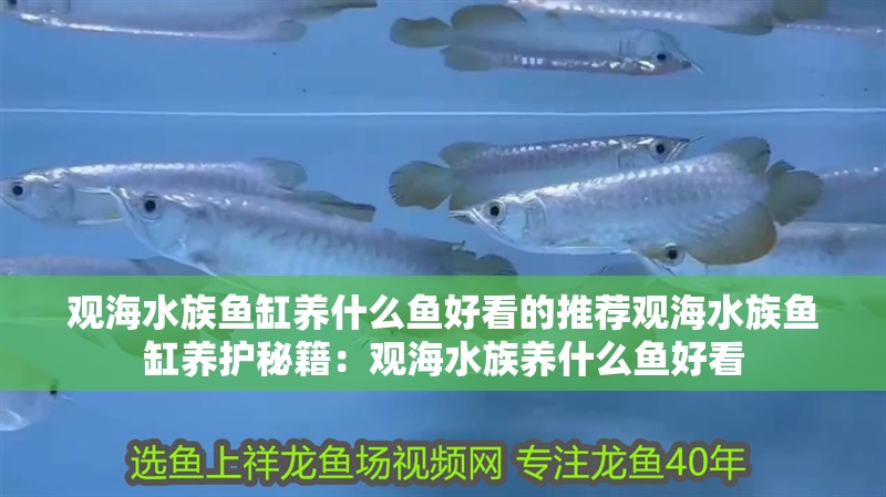 觀海水族魚缸養(yǎng)什么魚好看的推薦觀海水族魚缸養(yǎng)護(hù)秘籍：觀海水族養(yǎng)什么魚好看