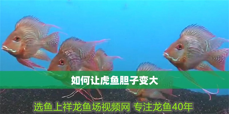 如何讓虎魚膽子變大