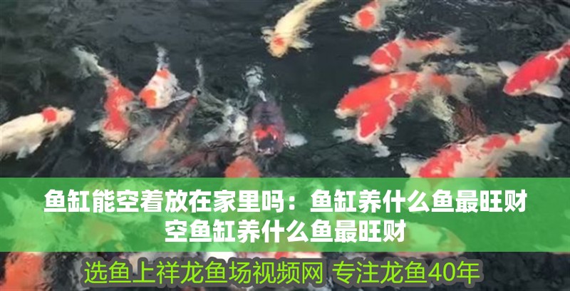魚缸能空著放在家里嗎：魚缸養什么魚最旺財空魚缸養什么魚最旺財 魚缸能空著放在家里嗎：魚缸養什么魚最旺財空魚缸養什么魚最旺財 魚缸百科