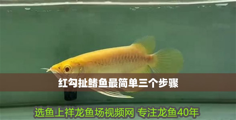 紅勾扯鰭魚最簡單三個步驟