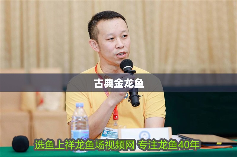 古典金龍魚