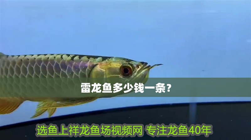 雷龍魚多少錢一條？