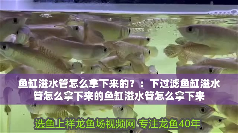 魚缸溢水管怎么拿下來的？：下過濾魚缸溢水管怎么拿下來的魚缸溢水管怎么拿下來
