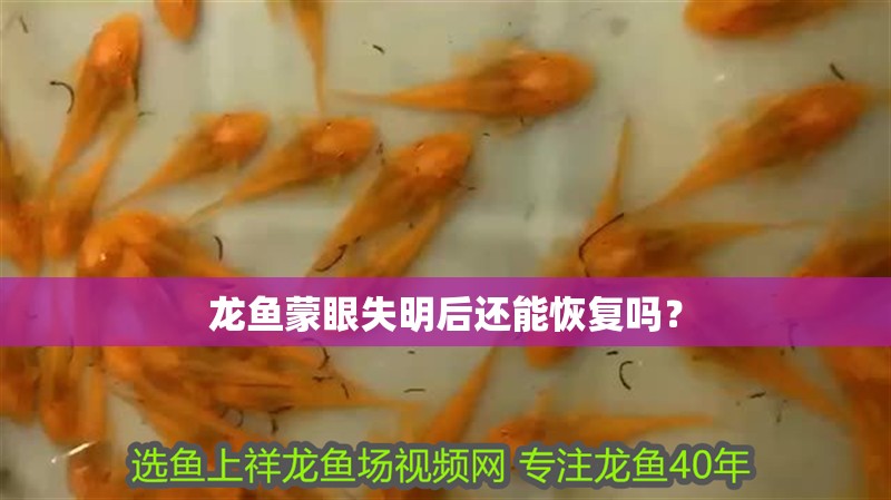 龍魚蒙眼失明后還能恢復(fù)嗎？